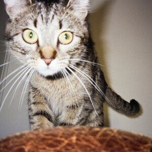 Meet your Posher, Sam